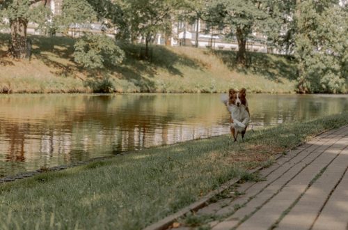 Energetic border collie joyfully runs along a scenic riverside pathway on a sunny day.