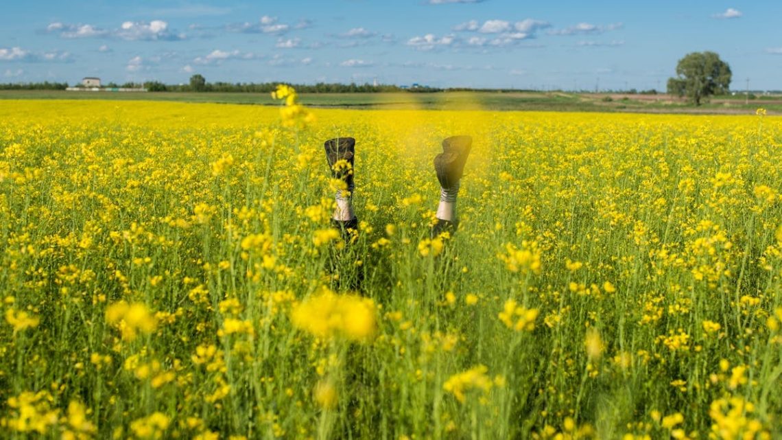 Playful image of legs upside down amidst a vibrant yellow flower field under a clear sky.