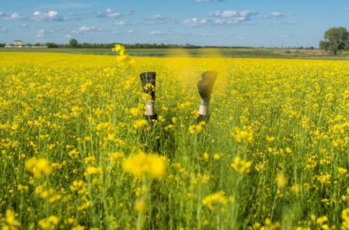 Playful image of legs upside down amidst a vibrant yellow flower field under a clear sky.