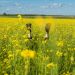 Playful image of legs upside down amidst a vibrant yellow flower field under a clear sky.
